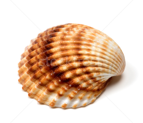 Seashell on white Stock photo © BSANI