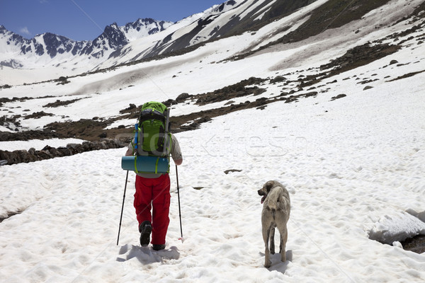 Hiker with dog in snowy mountains at spring Stock photo © BSANI
