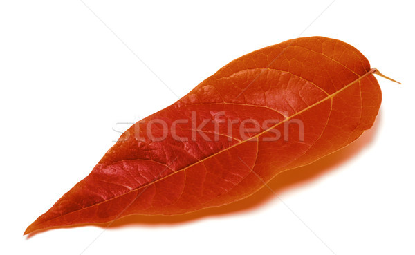Autumnal leaf on white background Stock photo © BSANI