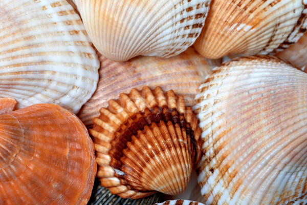Background of seashells Stock photo © BSANI