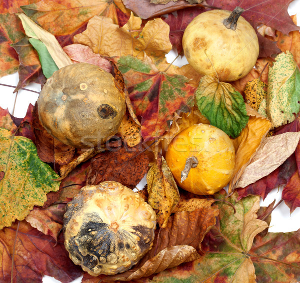 Stockfoto: Vier · klein · decoratief · pompoenen · najaar