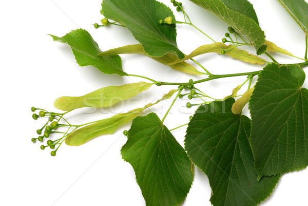 Tilia sprig before blossom Stock photo © BSANI