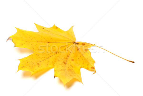 Autumn yellow maple leaf Stock photo © BSANI