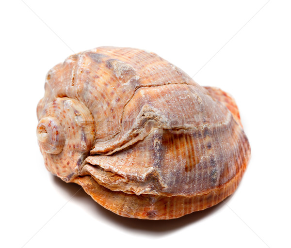 Stock photo: Rapana shell