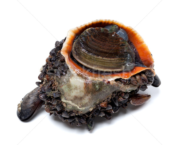 Veined rapa whelk covered with small mussels Stock photo © BSANI