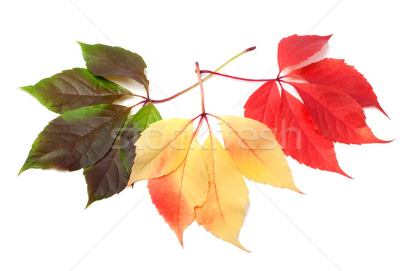 Three multicolor virginia creeper leafs  Stock photo © BSANI