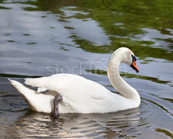Silenciar cisne superficie del agua sol verano día Foto stock © BSANI