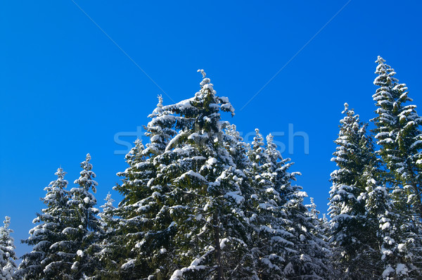 Winter fir wood Stock photo © BSANI