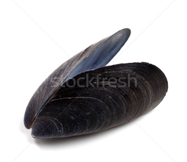 Shell of mussel isolated on white background Stock photo © BSANI