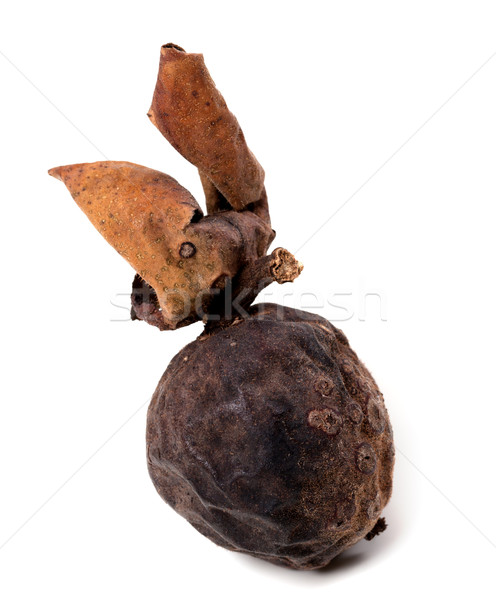 Raw walnut just a tree Stock photo © BSANI