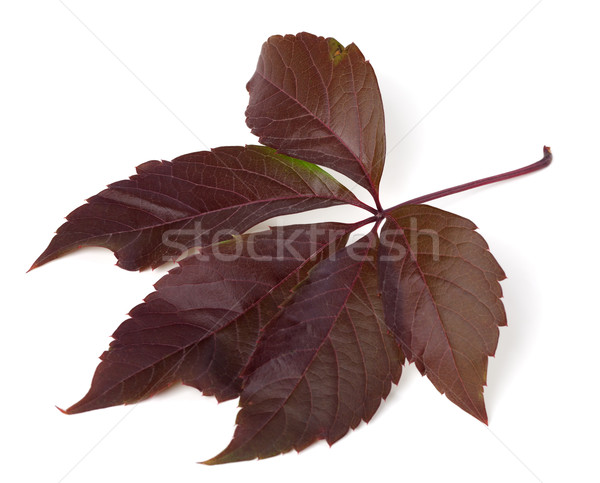 Autumn virginia creeper leaf (Parthenocissus quinquefolia foliag Stock photo © BSANI