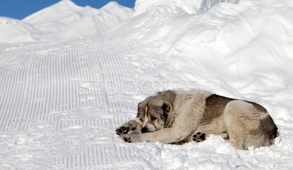 Dog sleeping on snow Stock photo © BSANI