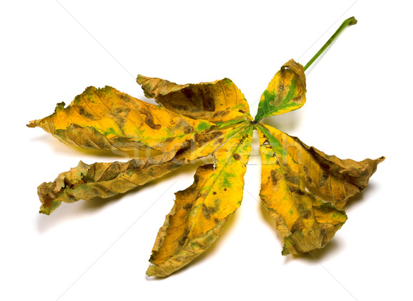 Dried autumn leaf of chestnut Stock photo © BSANI