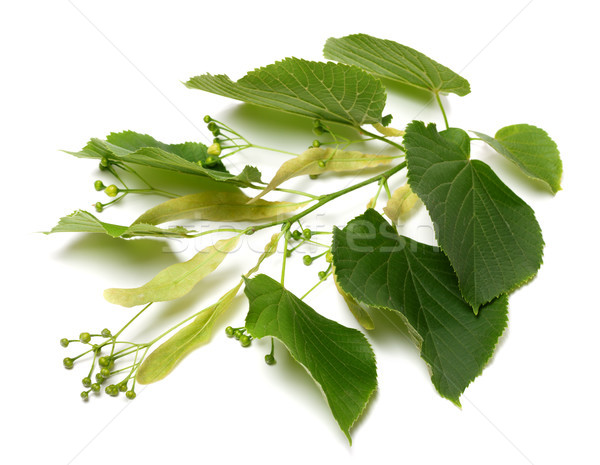 Spring tilia twig before blossoming Stock photo © BSANI