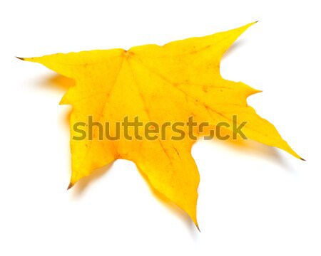 Autumn yellow leaf Stock photo © BSANI