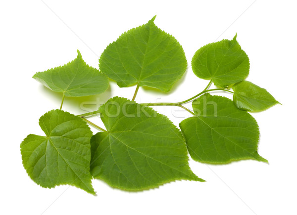 Green sprig of linden-tree Stock photo © BSANI