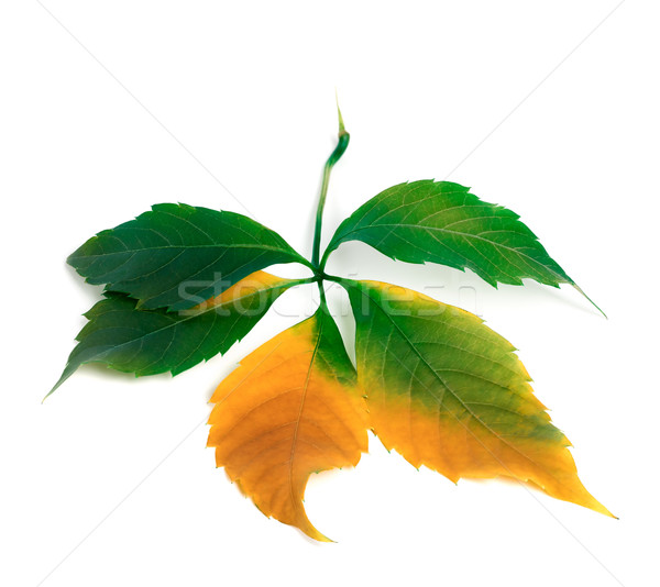 Multicolor autumnal virginia creeper leaf. Isolated on white bac Stock photo © BSANI