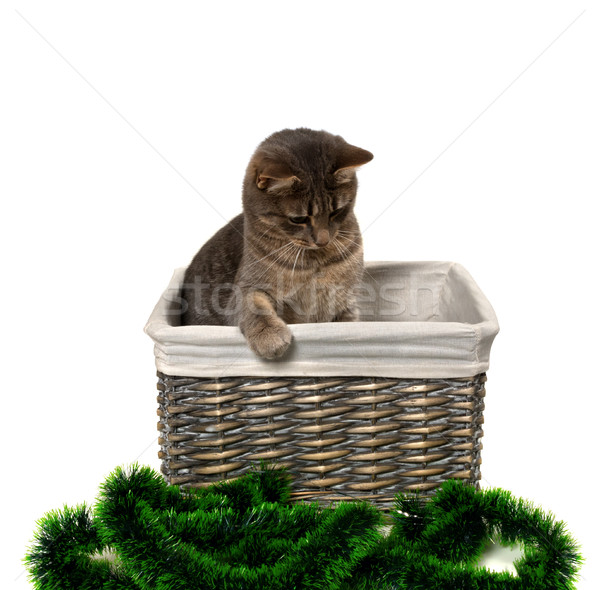 Szürke macska ül fonott kosár lefelé néz karácsony Stock fotó © BSANI