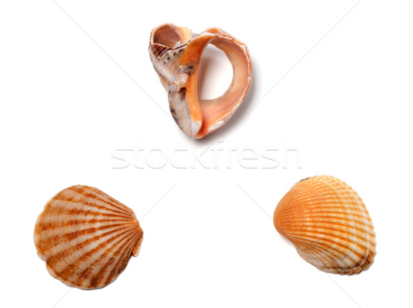 Broken rapana and seashells Stock photo © BSANI