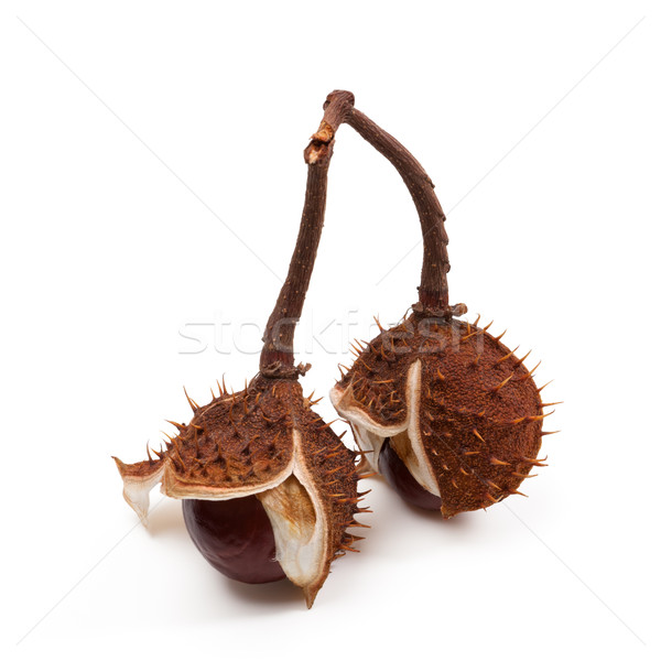 Two horse chestnuts inside dry peel on branch Stock photo © BSANI