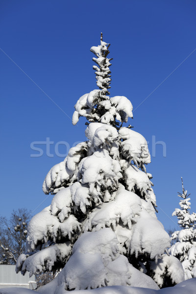 Snowy fir on background of blue sky Stock photo © BSANI