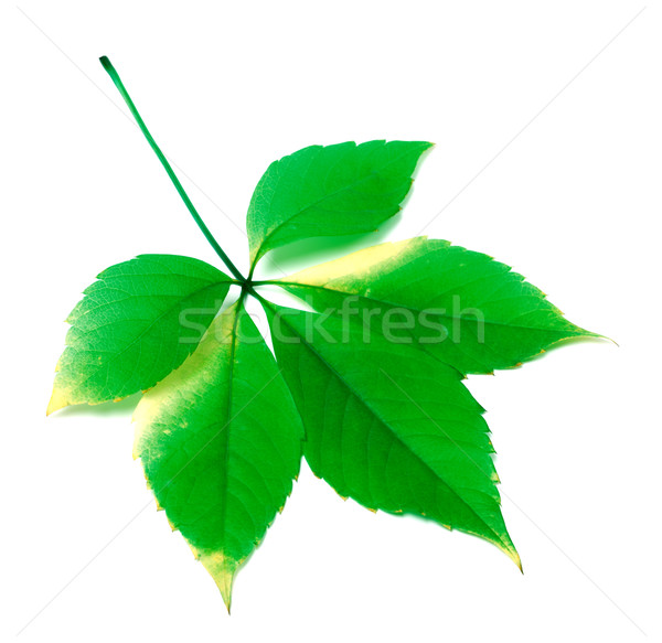 Foto stock: Verde · Virgínia · folhas · branco · primavera · natureza