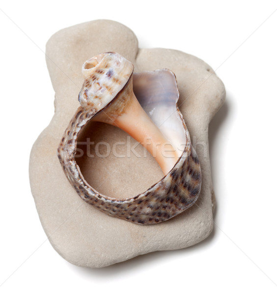 Broken rapana shell on pebble Stock photo © BSANI