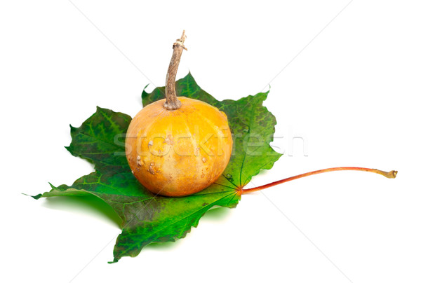 Small decorative pumpkin on green maple-leaf Stock photo © BSANI