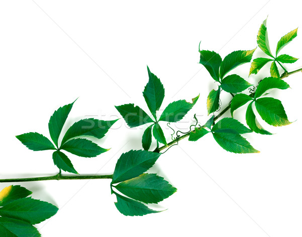 Rama uvas verdes hojas blanco follaje aislado Foto stock © BSANI