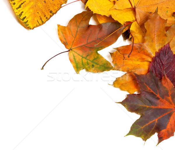 Autumn multicolor maple leaves  Stock photo © BSANI