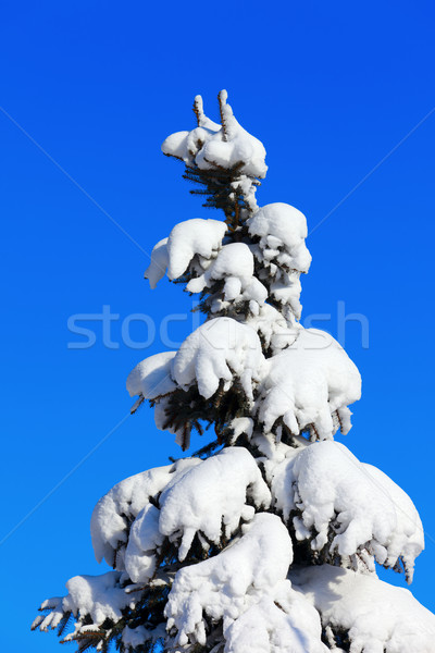 Stock photo: Winter fir tree on background of blue sky