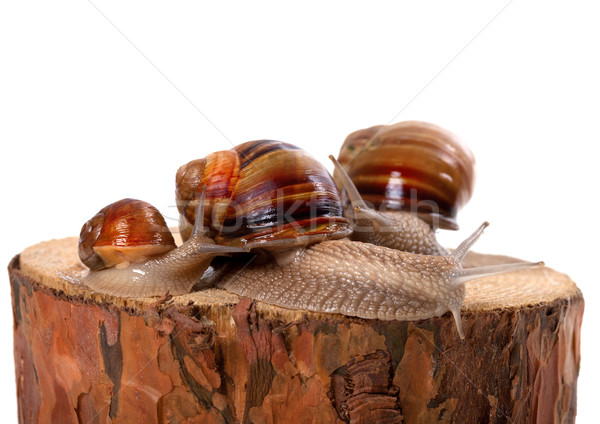 Family of snails on pine-tree stump Stock photo © BSANI