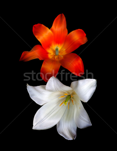 Foto d'archivio: Due · tulipano · nero · primo · piano · view · messa · a · fuoco · selettiva