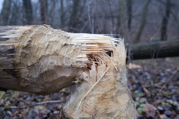 Tree after beaver's job Stock photo © BSANI