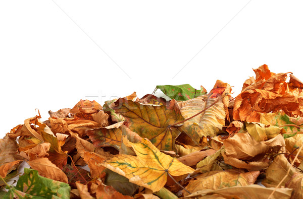 Autumn dry maple leafs on white background  Stock photo © BSANI