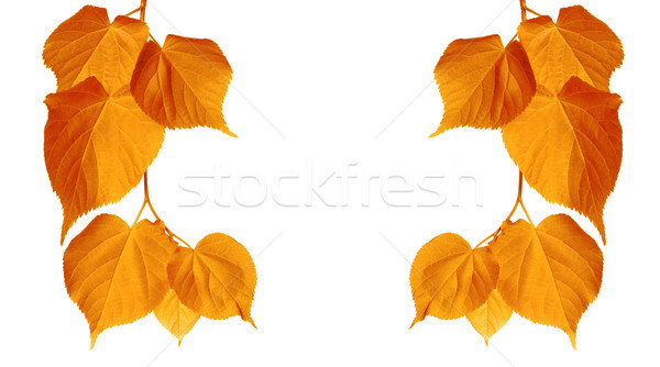 Autumn tilia leaves Stock photo © BSANI