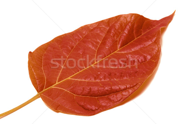 Autumn leaf isolated on white Stock photo © BSANI