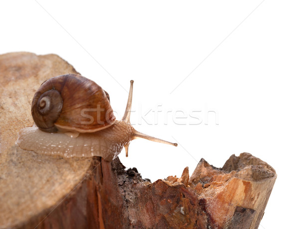 Little snail on pine-tree stump. Isolated on white background Stock photo © BSANI