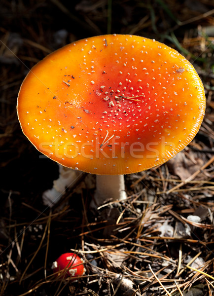 Stock photo: Amanita muscaria mushroom in dark forest at sun day