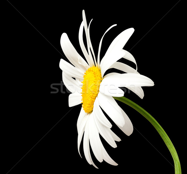 Stock photo: White chamomile on black background