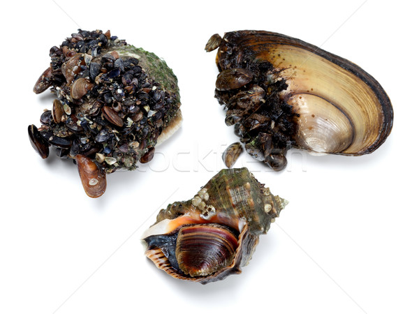 Stock photo: Veined rapa whelk and river mussels (anodonta)