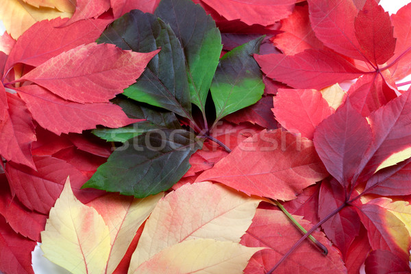 [[stock_photo]]: Automne · Virginie · nature · fond · orange · vert