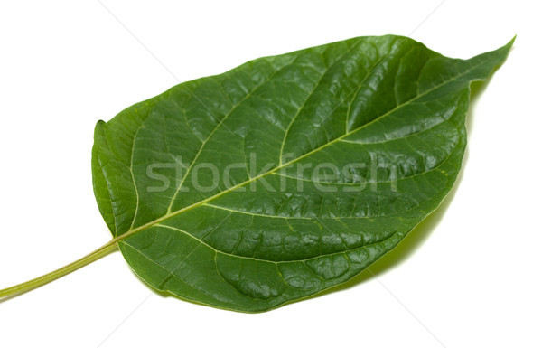 Spring leaf isolated on white Stock photo © BSANI