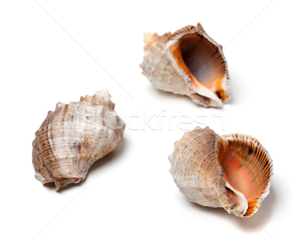 Stock photo: Three shells from rapana on white background
