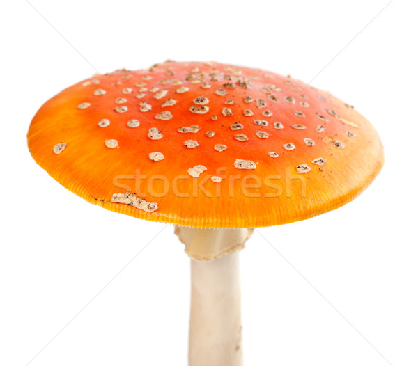 Stock photo: Red fly-agaric (amanita muscaria) isolated on white