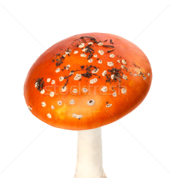 Red amanita muscaria mushroom with pieces of dirt Stock photo © BSANI