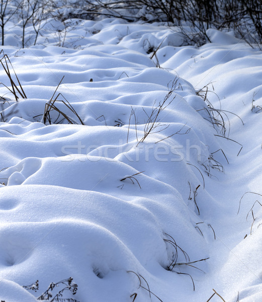 Snowbound winter meadow Stock photo © BSANI