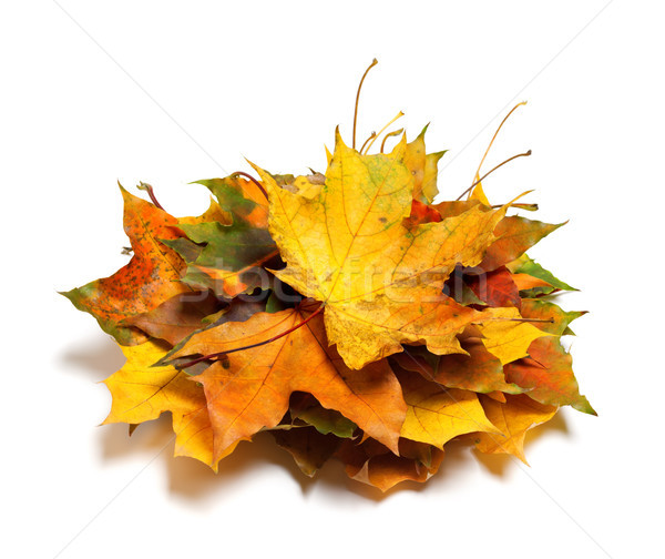 Sécher automne érable laisse isolé [[stock_photo]] © BSANI