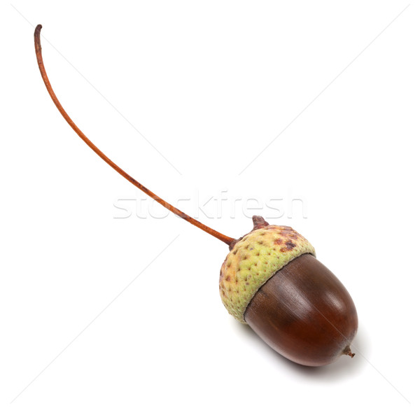 Acorn isolated on white background Stock photo © BSANI