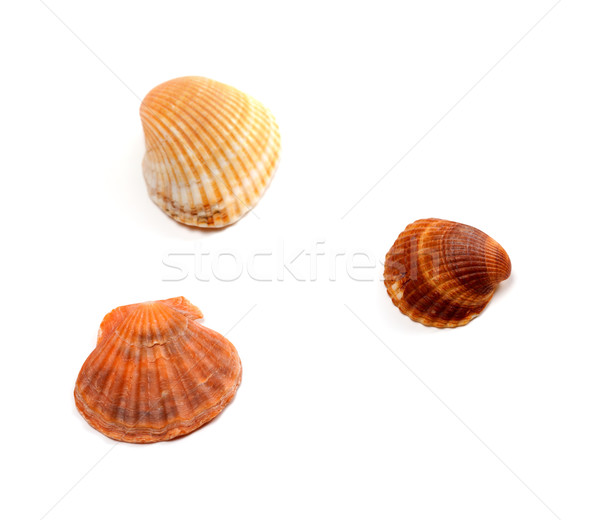Drie schelpen geïsoleerd witte strand ontwerp Stockfoto © BSANI